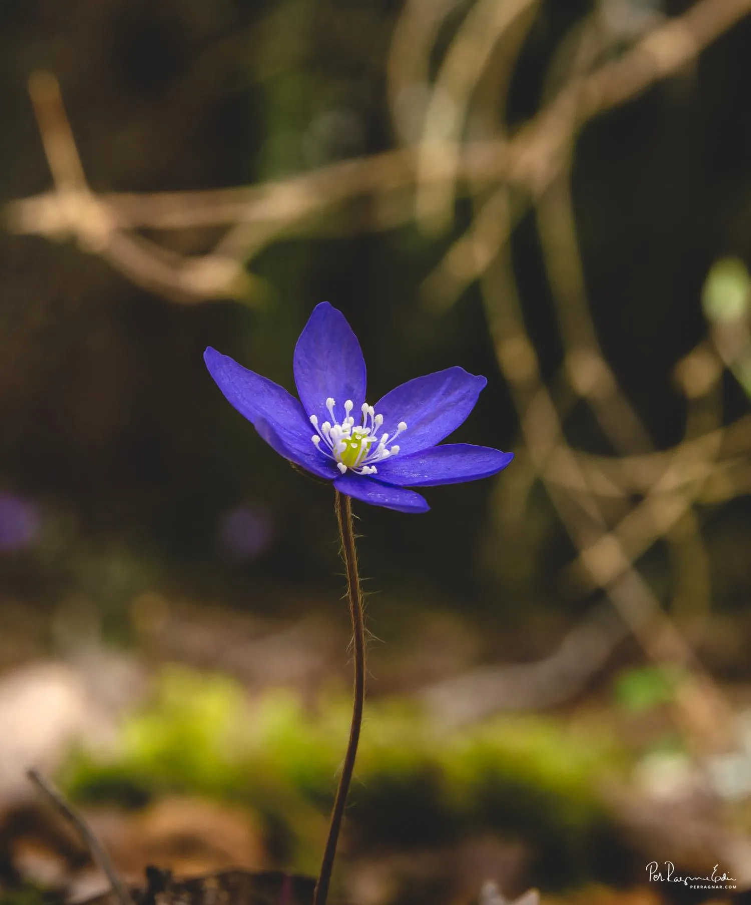 Vårblommor