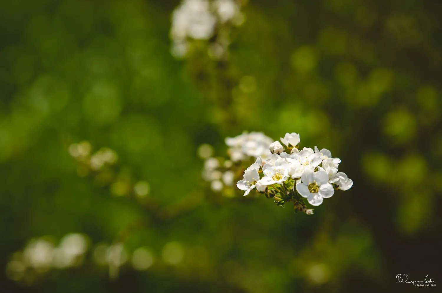 Vårblommor, del två