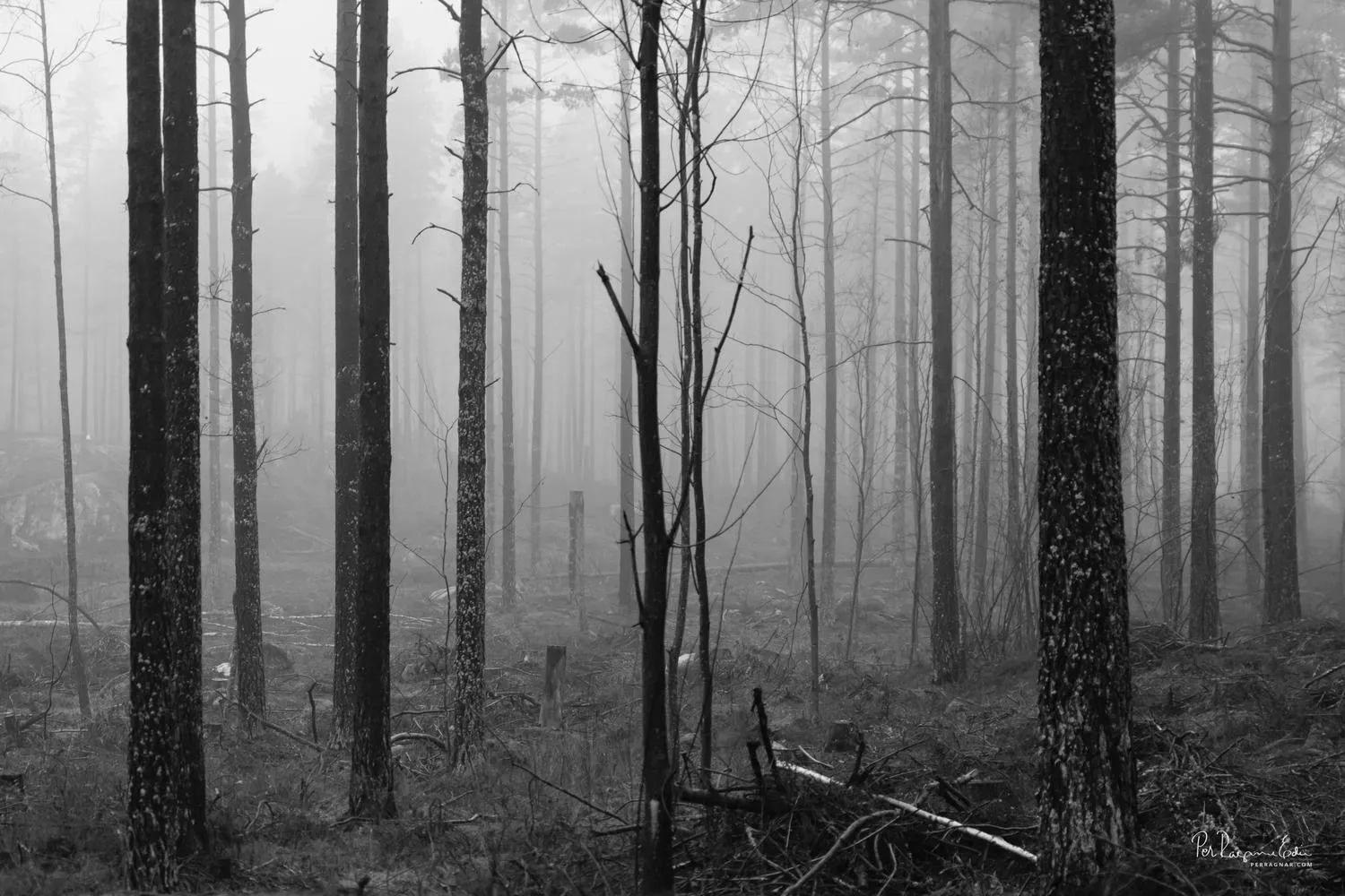 Acros svartvitt