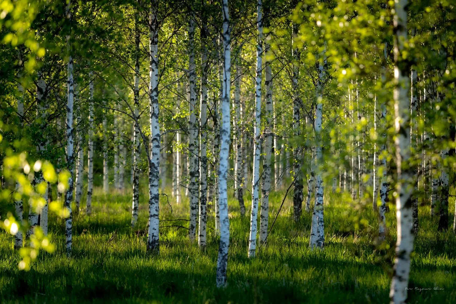 Björnö