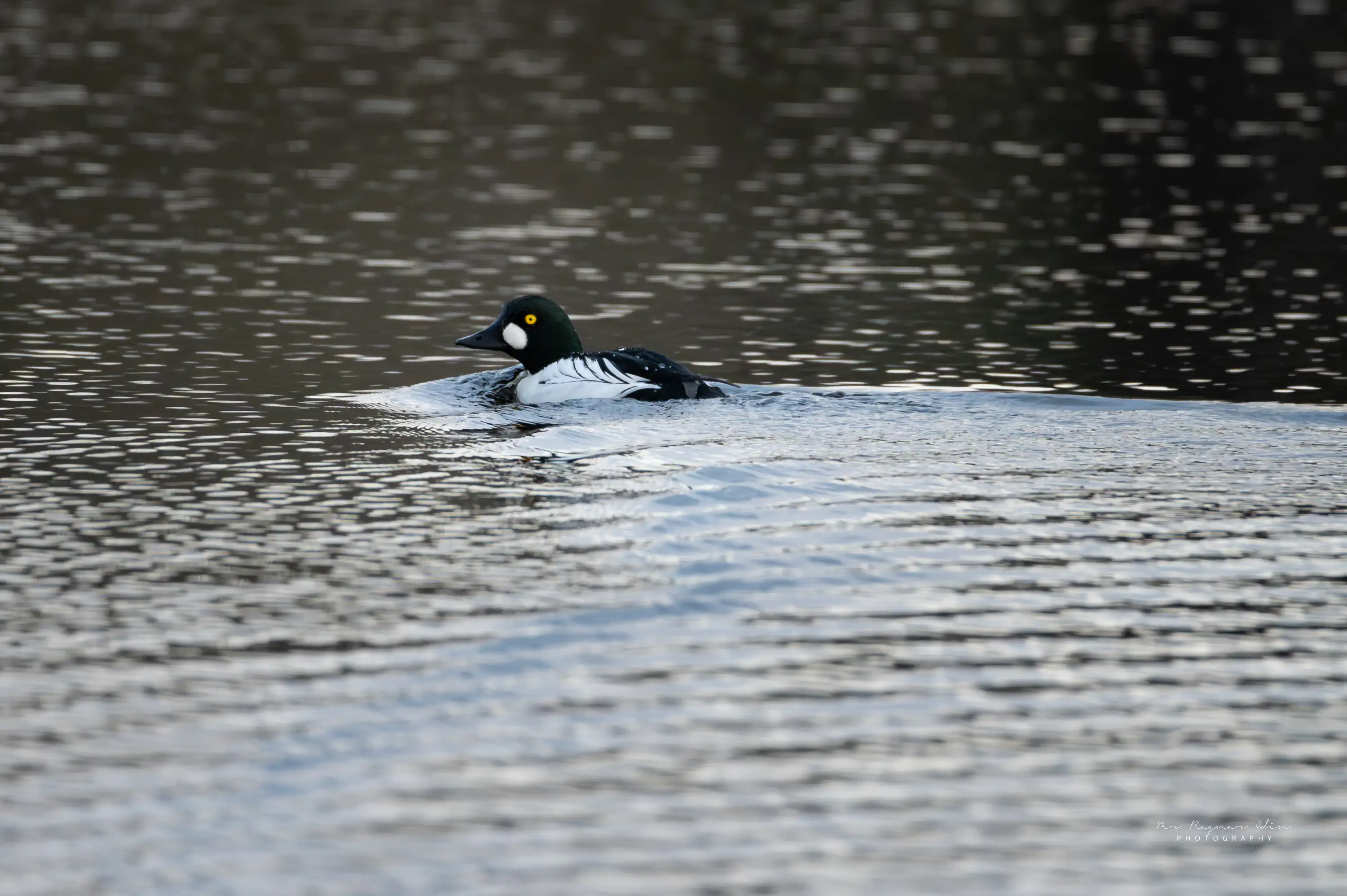 Fågelskådning