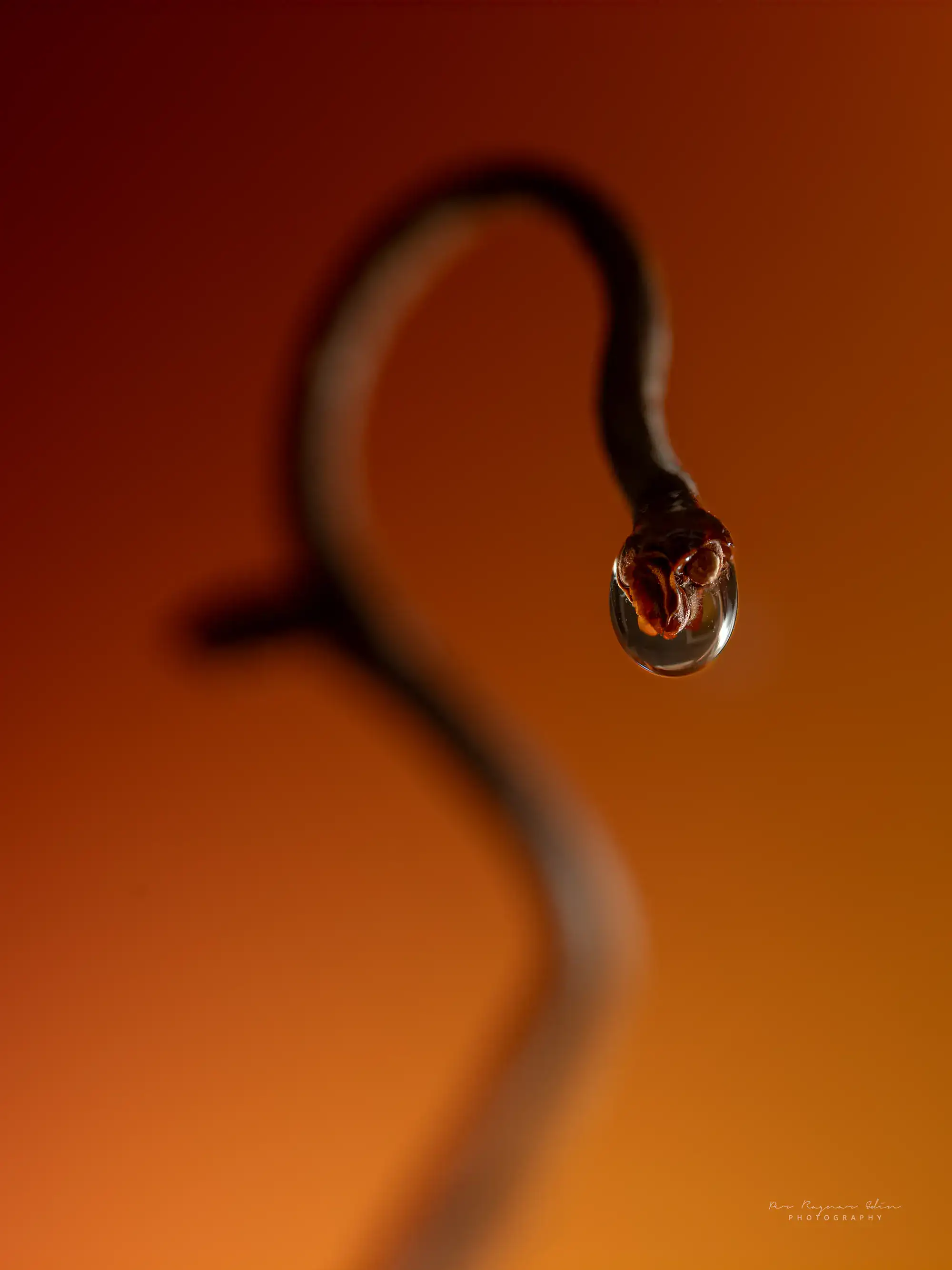 Macro-experiment