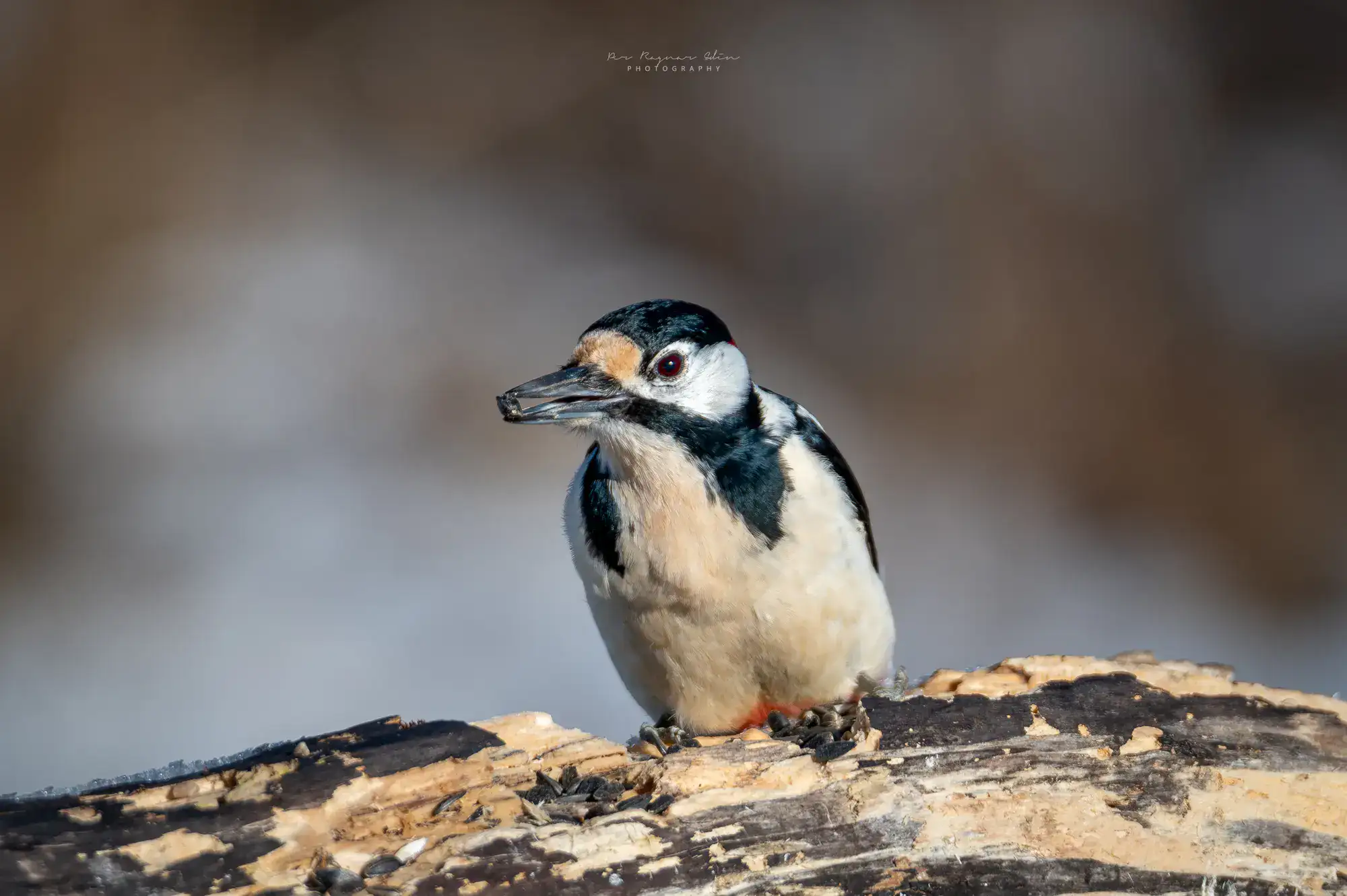 Naturfotodagen och fågelfoto