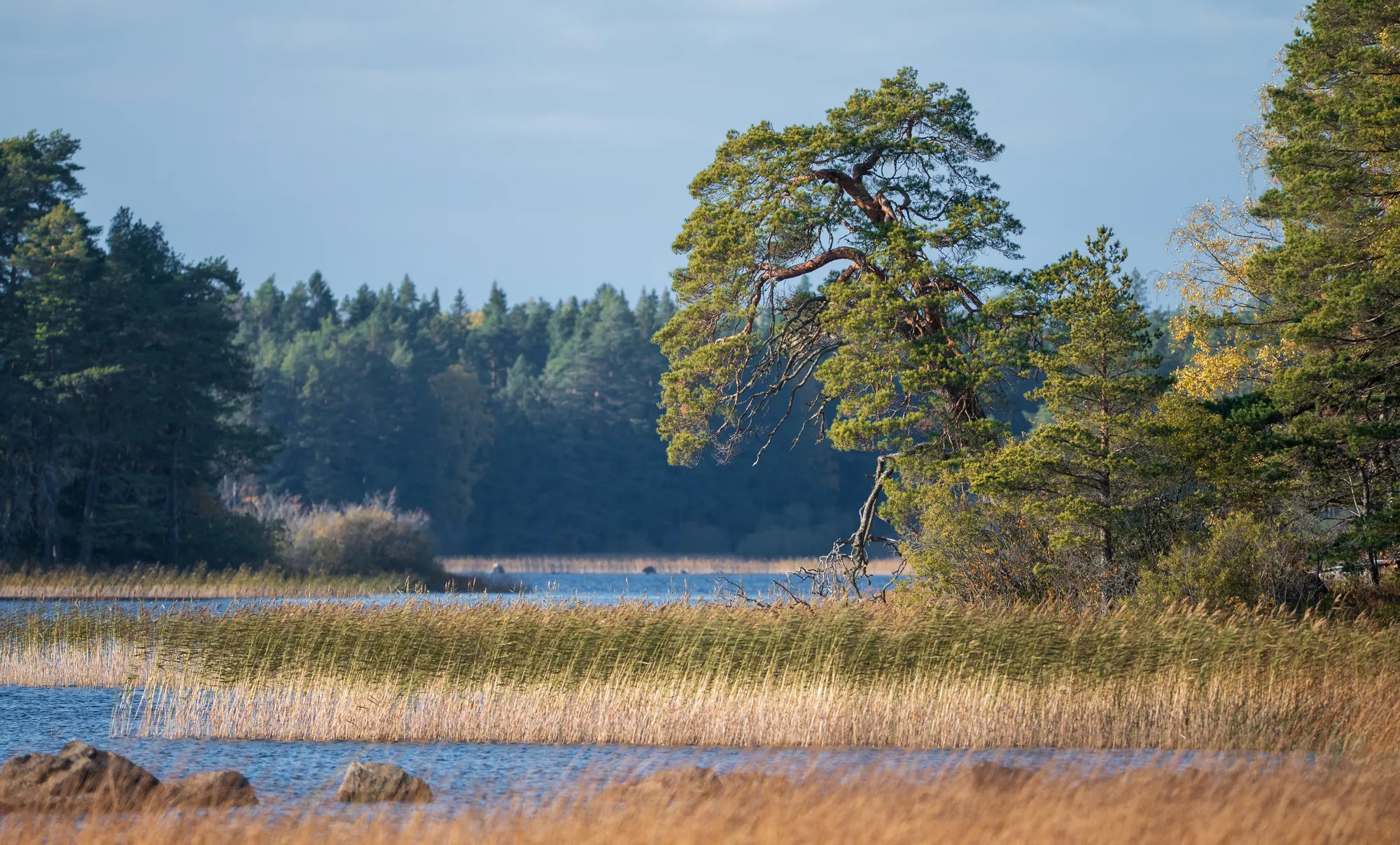 Färnebofjärden