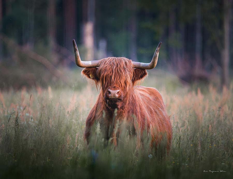 Galleribilden Highland Cattle