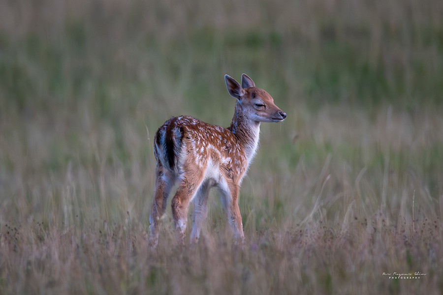 Galleribilden Fawn