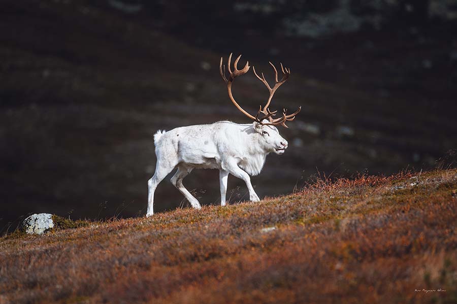 Galleribilden Fjällets konung