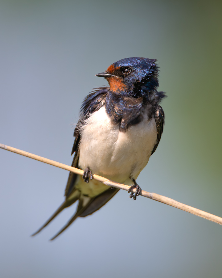 Galleribilden Barn Swallow