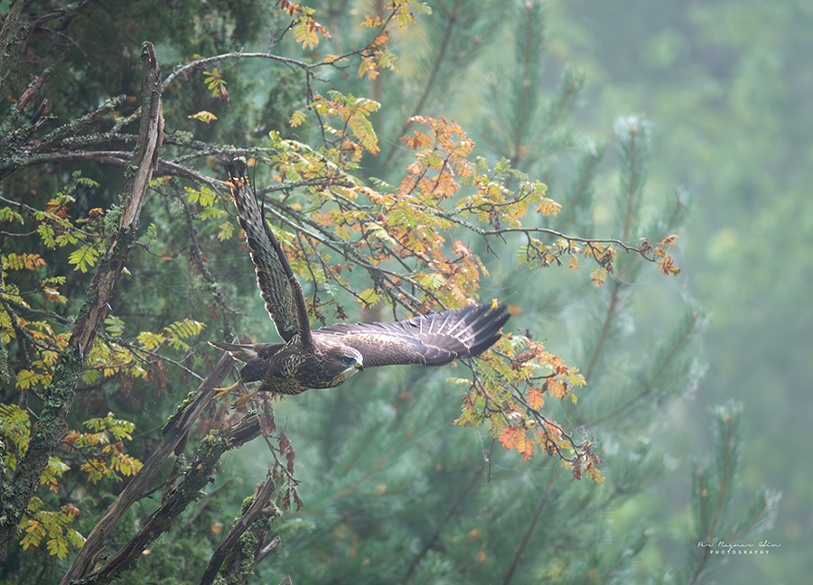 Galleribilden Bird of Prey