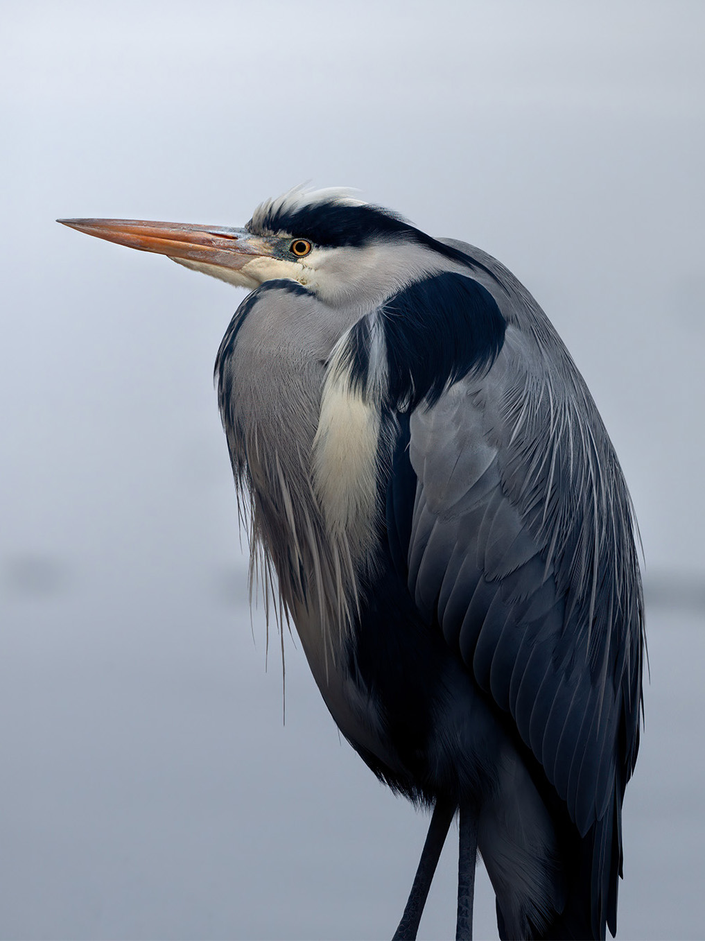 Grey Heron
