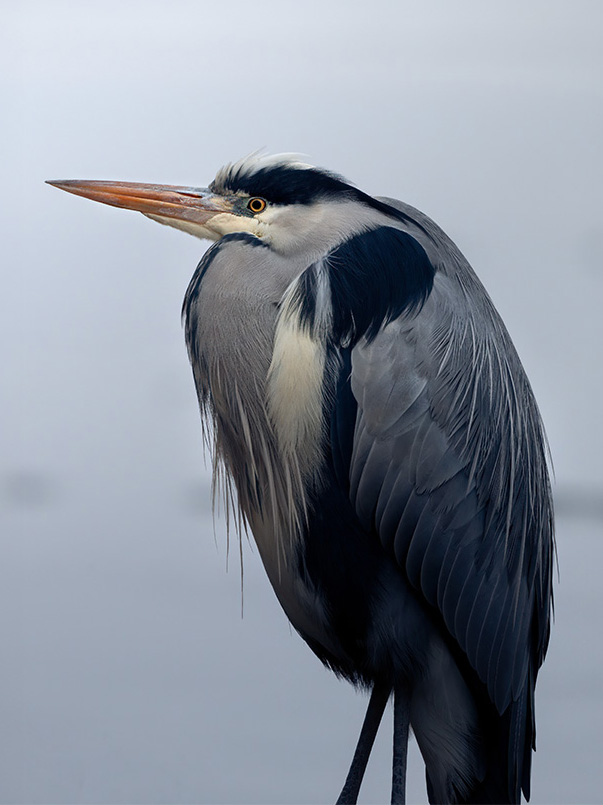 Galleribilden Grey Heron